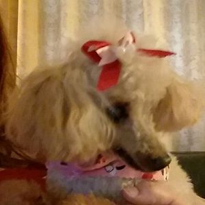 Meet your Posher, Robin